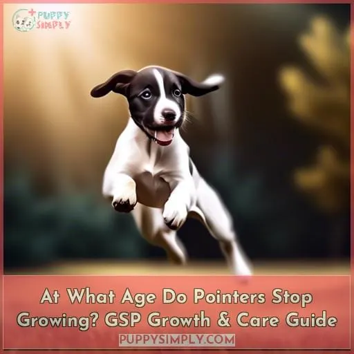 at what age do pointers stop growing