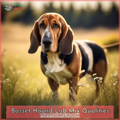 Basset Hound Lab Mix Qualities