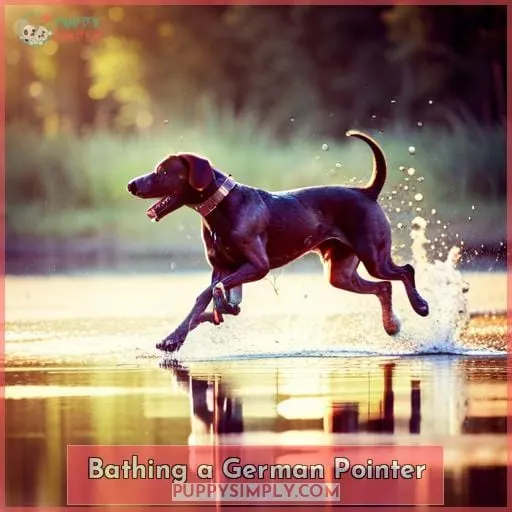 Bathing a German Pointer