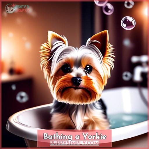 Bathing a Yorkie