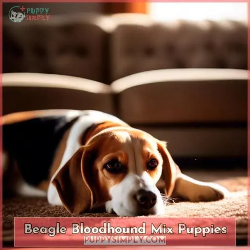 Beagle Bloodhound Mix Puppies