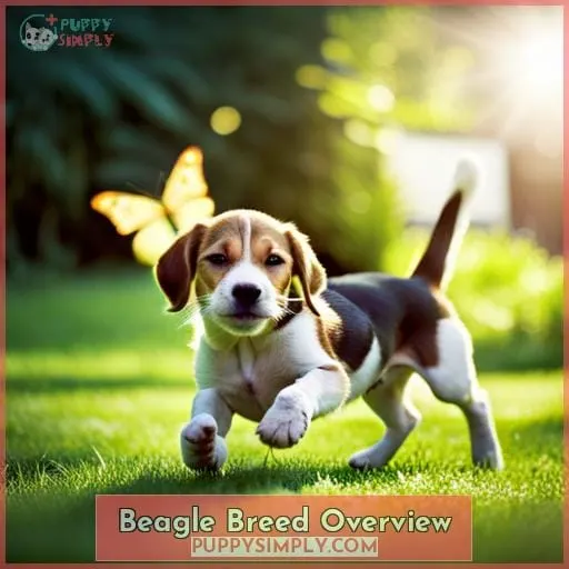 Beagle Breed Overview