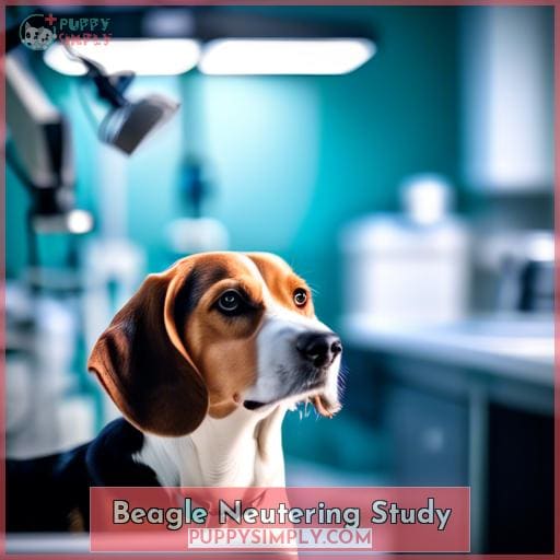Beagle Neutering Study