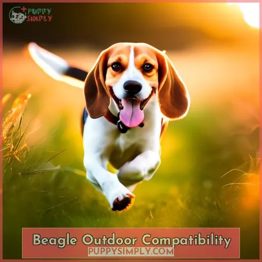 Beagle Outdoor Compatibility