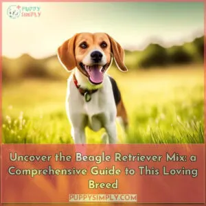 beagle retriever mix a complete guide to this great dog breed