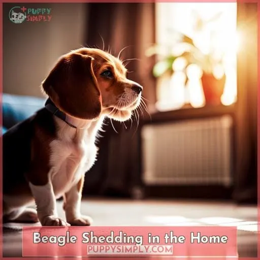 Beagle Shedding in the Home