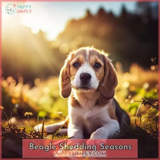 Beagle Shedding Seasons