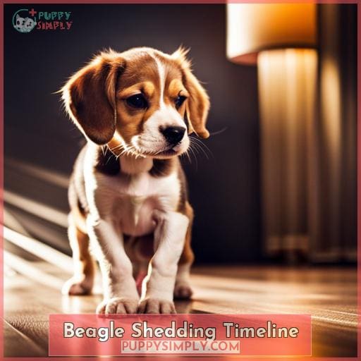 Beagle Shedding Timeline Beagle Shedding Timeline