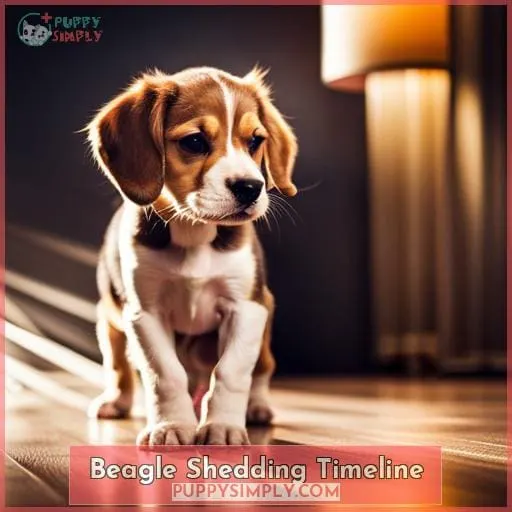 Beagle Shedding Timeline
