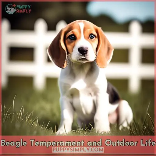 Beagle Temperament and Outdoor Life