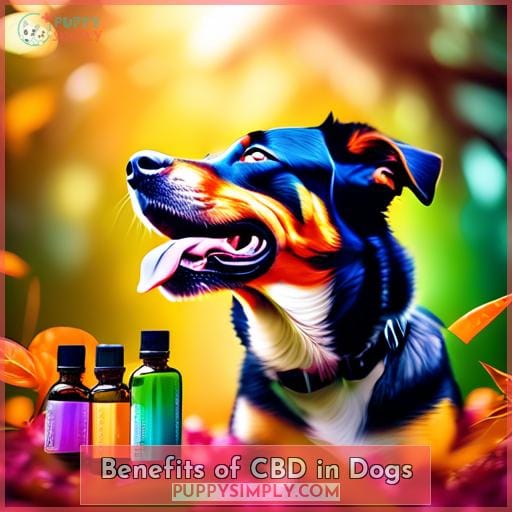 Benefits of CBD in Dogs
