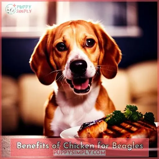 Benefits of Chicken for Beagles