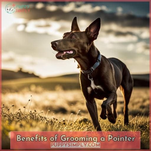 Benefits of Grooming a Pointer Benefits of Grooming a Pointer