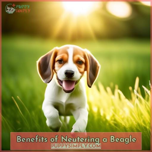 Benefits of Neutering a Beagle Benefits of Neutering a Beagle