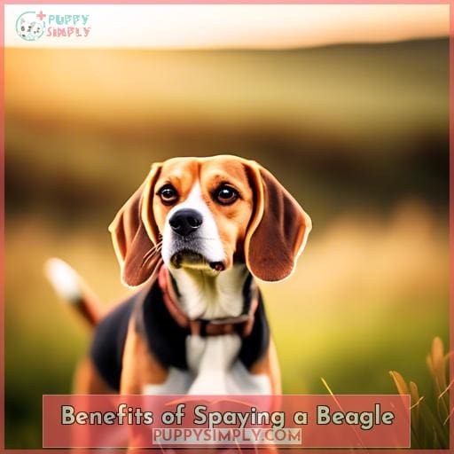 Benefits of Spaying a Beagle Benefits of Spaying a Beagle