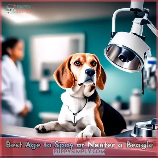 Best Age to Spay or Neuter a Beagle