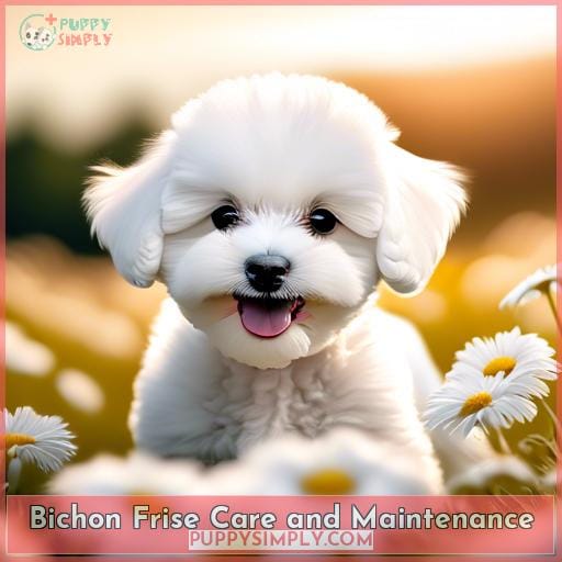 Bichon Frise Care and Maintenance