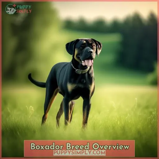 Boxador Breed Overview