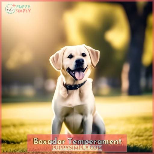 Boxador Temperament
