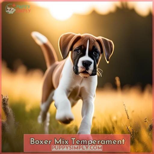 Boxer Mix Temperament