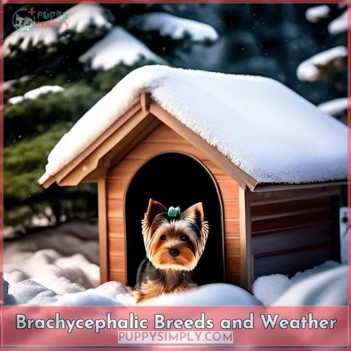 Brachycephalic Breeds and Weather