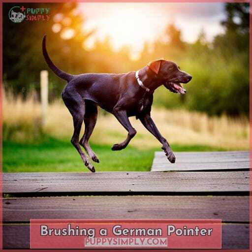 Brushing a German Pointer Brushing a German Pointer