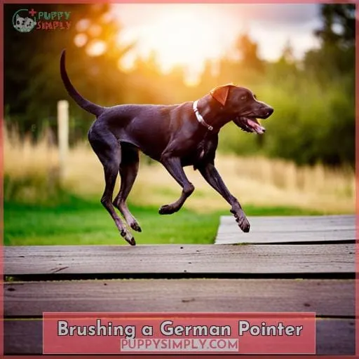 Brushing a German Pointer