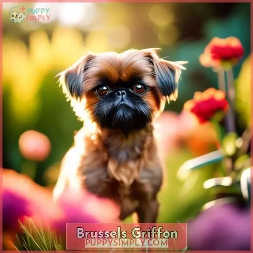 Brussels Griffon