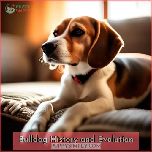 Bulldog History and Evolution