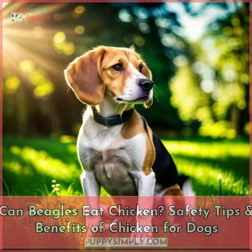 can beagles eat chicken