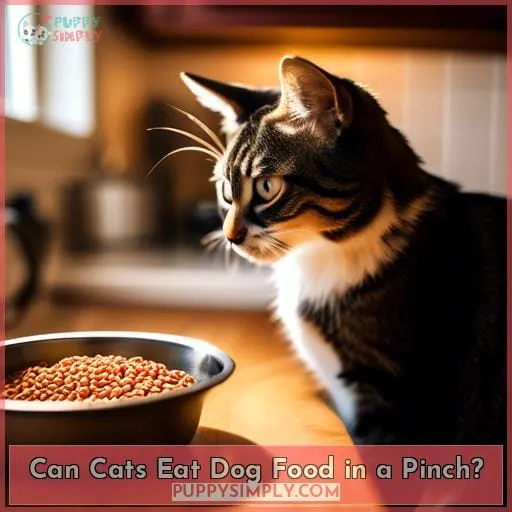 Can Cats Eat Dog Food in a Pinch