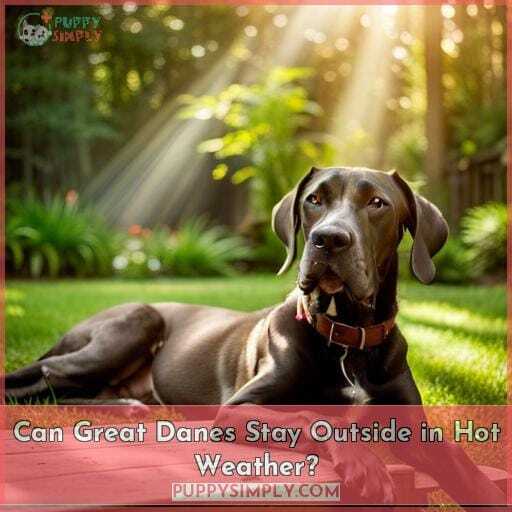 Can Great Danes Stay Outside in Hot Weather Can Great Danes Stay Outside in Hot Weather