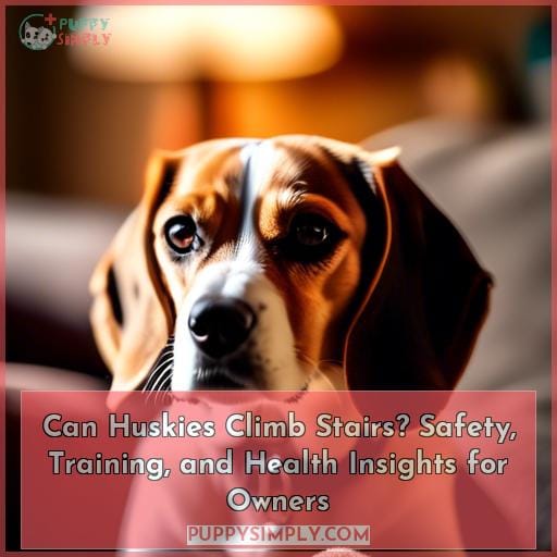 Can Huskies Climb Stairs? Safety, Training, and Health Insights for Owners