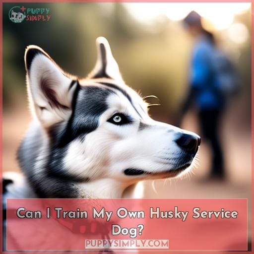Can I Train My Own Husky Service Dog