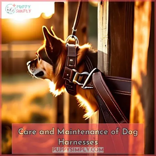 Care and Maintenance of Dog Harnesses
