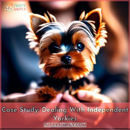 Case Study: Dealing With Independent Yorkies Case Study: Dealing With Independent Yorkies