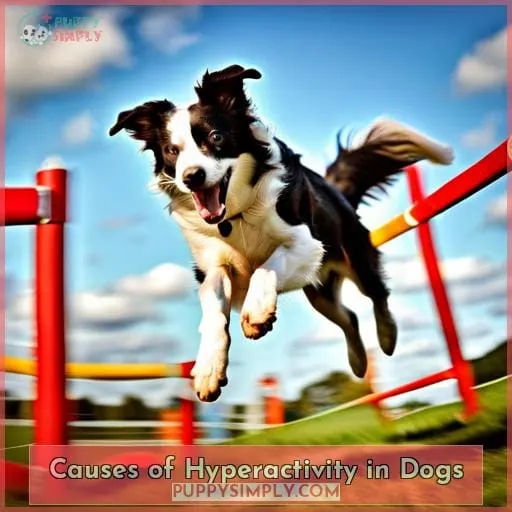 Causes of Hyperactivity in Dogs