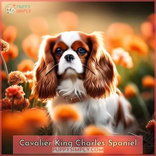 Cavalier King Charles Spaniel