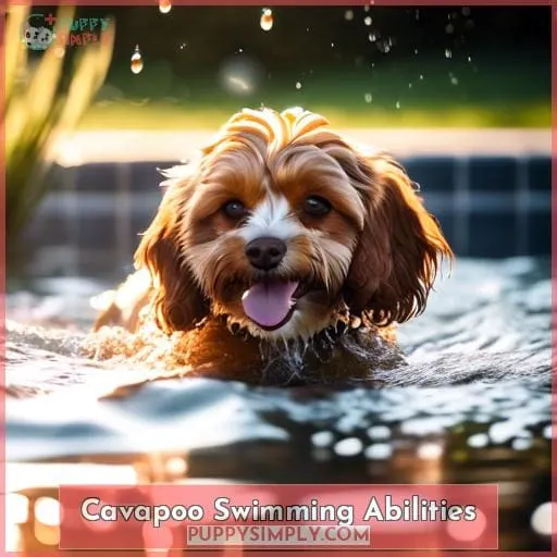 Cavapoo Swimming Abilities