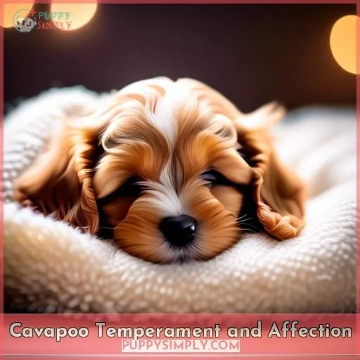 Cavapoo Temperament and Affection