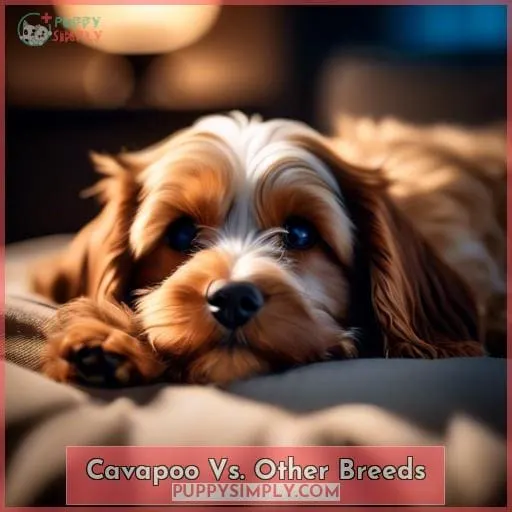 Cavapoo Vs. Other Breeds