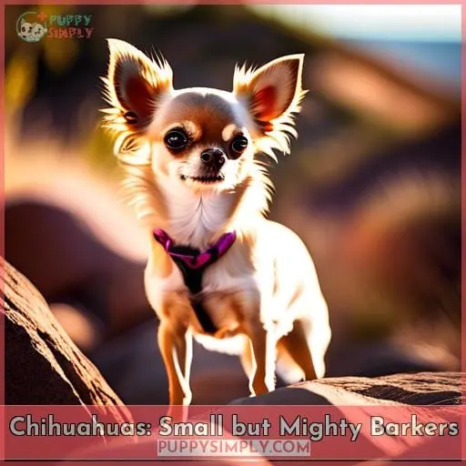 Chihuahuas: Small but Mighty Barkers