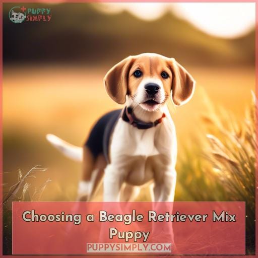 Choosing a Beagle Retriever Mix Puppy