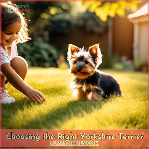 Choosing the Right Yorkshire Terrier