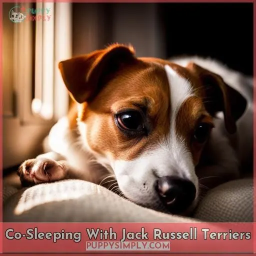 Co-Sleeping With Jack Russell Terriers