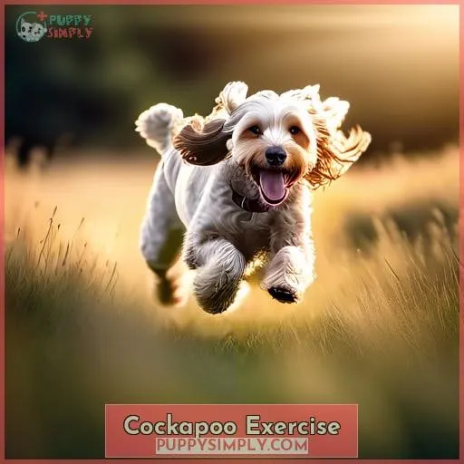Cockapoo Exercise
