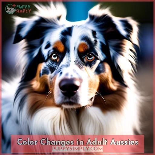 Color Changes in Adult Aussies Color Changes in Adult Aussies