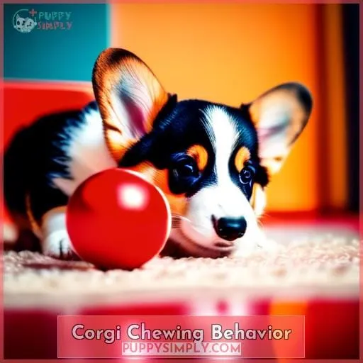 Corgi Chewing Behavior
