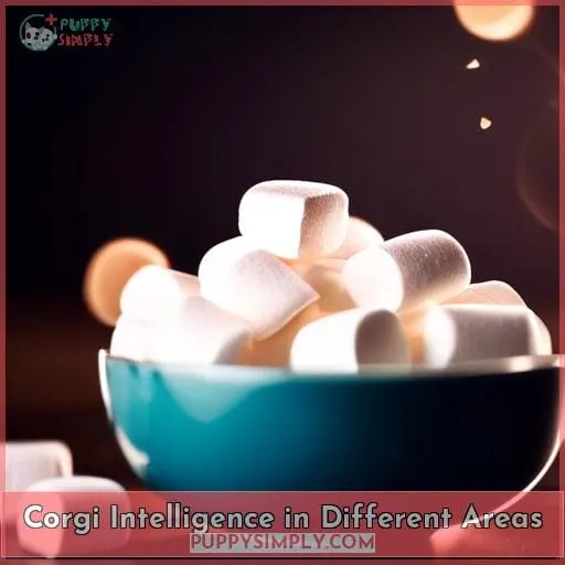 Corgi Intelligence in Different Areas