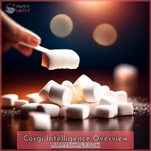 Corgi Intelligence Overview
